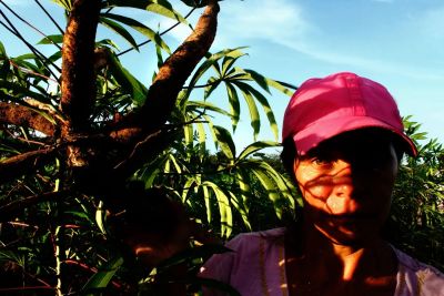 notícia: Parque da Cidade recebe exposição inédita sobre a cultura da mandioca